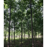 專業(yè)種植行道樹合歡,北欒,國槐