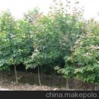 大量提供12公分楓香價(jià)格 16公分楓香價(jià)格 楓香價(jià)格