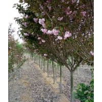 大量出售：櫻花、玉蘭、北海道黃楊等綠化苗木