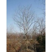 河南商丘提供15公分烏桕價(jià)格 28公分烏桕價(jià)格