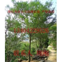 蘇州黃楊樹種植苗圃、小葉黃楊樹、蘇州庭院苗木批發(fā)