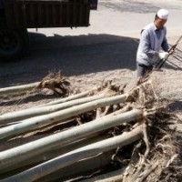 新疆楊求購/新疆楊行情/新疆楊基地/甘肅新疆楊/新疆楊價(jià)格