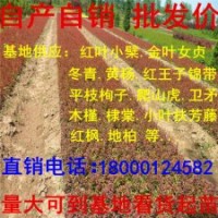 紅葉小檗低價(jià)出售規(guī)格齊全