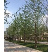 28公分銀杏樹、興隆銀杏、山東28公分銀杏樹價(jià)格