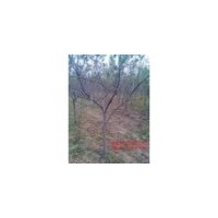 【晉南苗木】2公分蘋果樹 山楂樹