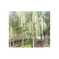 12-20公分柳樹(shù)12-20公分垂柳價(jià)格