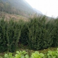 曼地亞紅豆杉專供