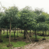 供應(yīng)扁桃樹(扁桃苗) 玉林-南寧 扁桃(扁桃袋苗)