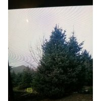 大量出售云杉，油松