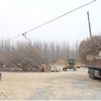 銀杏樹(shù)價(jià)格|銀杏樹(shù)價(jià)格|興隆銀杏(查看)