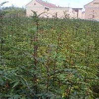 花椒苗大紅袍花椒苗陜西花椒苗甘肅花椒苗