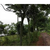 供應(yīng)金邊黃楊、枸骨樹、杜英、樟樹、欒樹