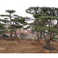 低價(jià)常年供應(yīng)景觀松，造型油松
