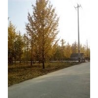 山東銀杏價(jià)格、興隆銀杏、山東銀杏價(jià)格表。。