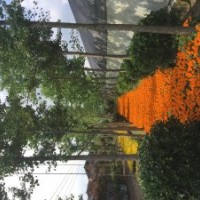 供應(yīng)各種規(guī)格：銀杏