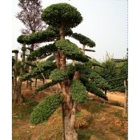 批發(fā)15、20、30、40、50公分造型小葉女貞、造型榆樹、造型紅花繼