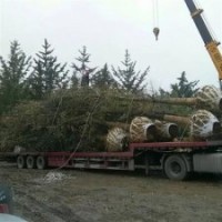 興隆銀杏|銀杏樹的價(jià)格|20公分銀杏樹的價(jià)格