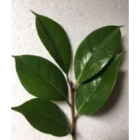 供應(yīng)茶花品種接穗/嫁接師傅上門承接業(yè)務(wù)