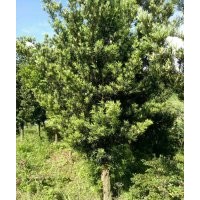 長期供應(yīng)羅漢松