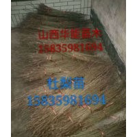 杜梨苗用途，杜梨苗批發(fā)，嫁接梨樹(shù)的杜梨苗山西杜梨苗嫁接用的杜