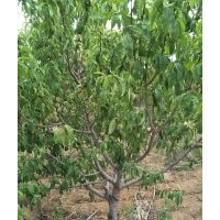 碧桃6-7-8-9-10公分