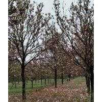 紫白黃玉蘭，6-7-8-9-10-12-15-18-20公分