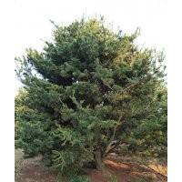 五針?biāo)?/></a>
<div><a href=