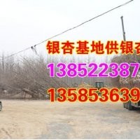 江蘇銀杏樹_興隆銀杏_江蘇銀杏樹