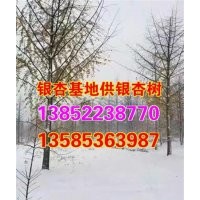 江蘇邳州銀杏樹價格，,邳州銀杏樹價格,興隆銀杏(多圖)