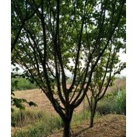 櫻花三級(jí)10-12-14公分