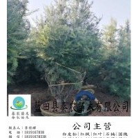 陜西白皮松苗木基地|綠化2米白皮松|銷(xiāo)售2米到5米占地白皮松| 秦