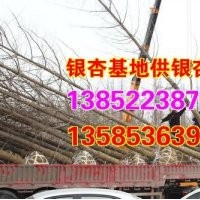 銀杏價格表、興隆銀杏、銀杏價格表 -