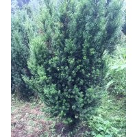 曼地亞紅豆杉樹