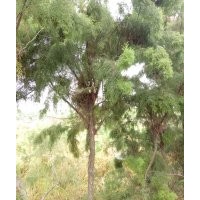 大量供應(yīng)鹽松大小規(guī)格歡迎新老朋友來實(shí)地考察