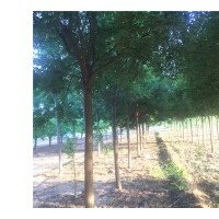 山西國槐苗，國槐苗價格，國槐苗基地