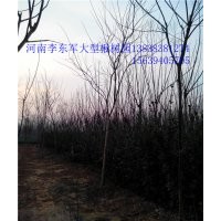 河南楸樹@周口楸樹#淮陽楸樹