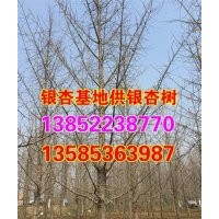 江蘇30公分銀杏價格|江蘇30公分銀杏|興隆銀杏(查看)