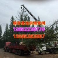 江蘇30公分銀杏|興隆銀杏|江蘇30公分銀杏】