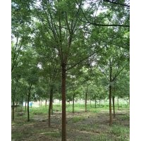 8-12公分國(guó)槐