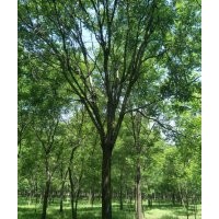 10-15公分國槐