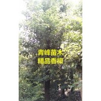 成都香樟種植基地 四川香樟大量批發(fā) 香樟價(jià)格