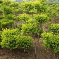 大量供應(yīng)綠化苗木彩葉樹金葉榆.金葉榆球.地接金葉榆.營養(yǎng)缽金葉