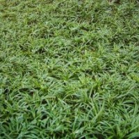 矮麥冬_日本矮麥冬_玉龍草