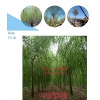 垂柳，河北垂柳