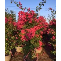 低價批發(fā)紅花三角梅，紫花三角梅袋苗，三角梅球價格便宜