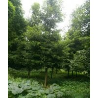 供應(yīng)楨楠 金絲楠木 天竺桂