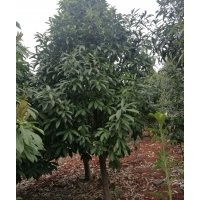 九江創(chuàng)新園林優(yōu)惠價供應綠化苗木