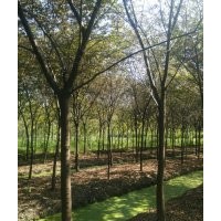 出售櫸樹