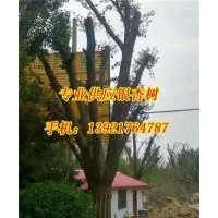 銀杏樹價格、宏松苗木、25cm銀杏樹價格