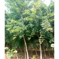 出售黃柏 銀中楊 五角楓元寶楓山桃稠李